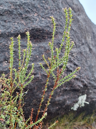 Sprengelia incarnata, photograph 2