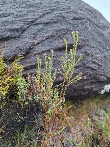 Sprengelia incarnata, photograph 3