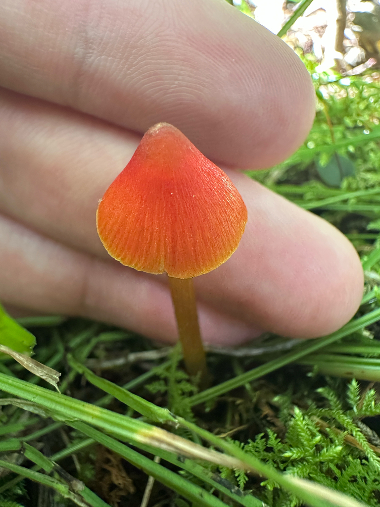 Witch's Hat · September 2026 · photo: Photo: no rights reserved · iNaturalist