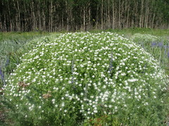 Stellaria dichotoma