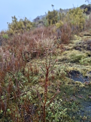 Sprengelia incarnata