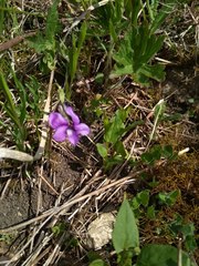 Viola dissecta