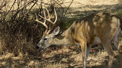 Columbian Black-tailed Deer