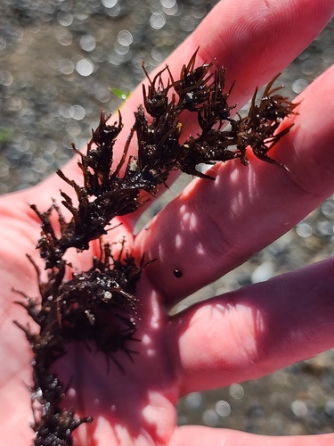 Neorhodomela larix observed 2026-09-12