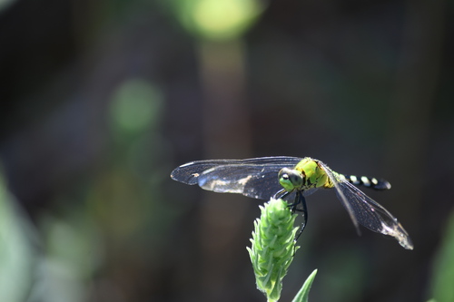 Eastern Pondhawk