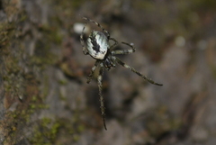 Allende nigrohumeralis