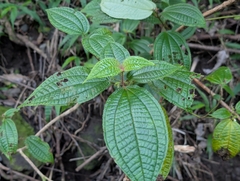 Miconia crenata, photograph author not stated, no rights reserved