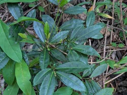 Ardisia crenata observed 2026-09-12