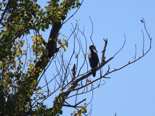 Great Cormorant
