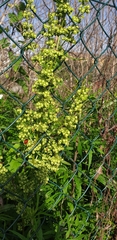 Rumex