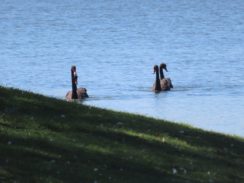 Black Swan