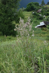 Nepeta nuda