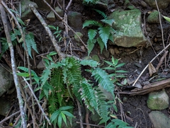 Blechnum appendiculatum, photograph author not stated, no rights reserved