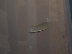 Danielithosia immaculata