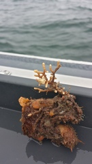 Heteropora alaskensis