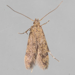 Autostichidae