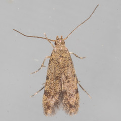 Autostichidae