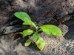 Pluchea carolinensis, photograph author not stated, no rights reserved
