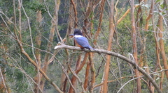 Megaceryle torquata stellata