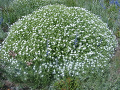 Stellaria dichotoma