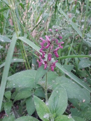 Stachys sylvatica