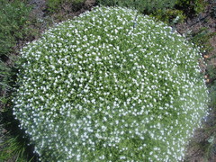 Stellaria dichotoma