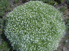 Stellaria dichotoma