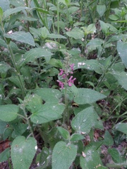 Stachys sylvatica