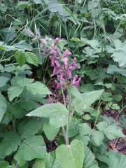 Stachys sylvatica