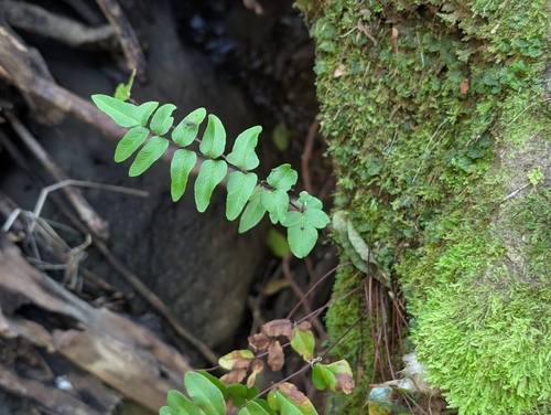 Cheilanthes, 2026-09-12