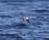 Synthliboramphus antiquus