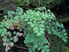 Adiantum raddianum, photograph author not stated, no rights reserved