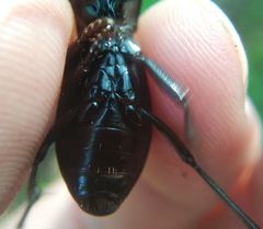 Carabus regalis