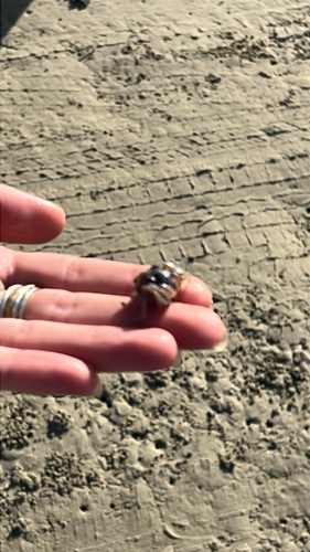 Soldier Crab