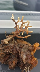 Heteropora alaskensis