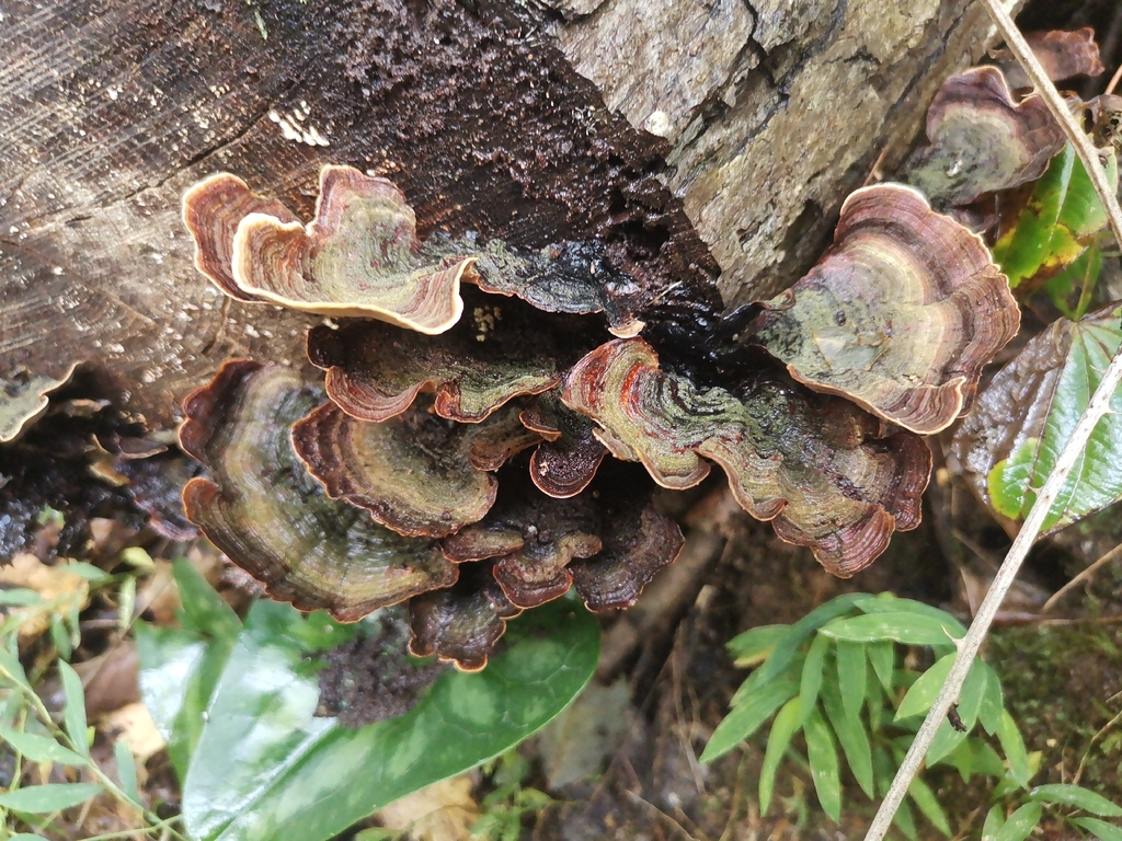 False Turkeytail · September 2026 · photo: Photo: (c) Cheryl Stinchcomb, some rights reserved (CC BY) · iNaturalist