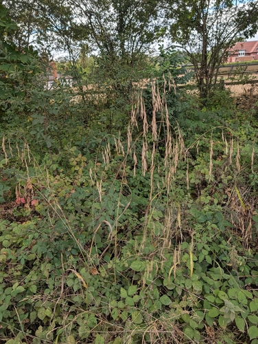 Bromus ramosus