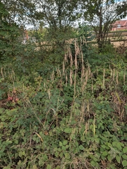 Bromus ramosus