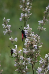 (c) Oleg Kosterin, some rights reserved (CC BY) Nepeta nuda, photograph (c) Oleg Kosterin, some rights reserved (CC BY)