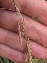 Bromus ramosus, photograph author not stated, no rights reserved