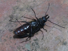 Stenodontes exsertus