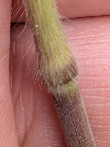 Bromus ramosus, photograph 3