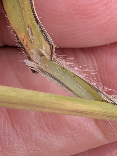 Bromus ramosus, photograph 4