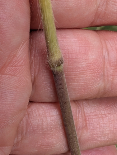 Bromus ramosus, photograph 5