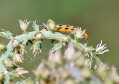 Eupithecia zygadeniata