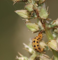 Eupithecia zygadeniata