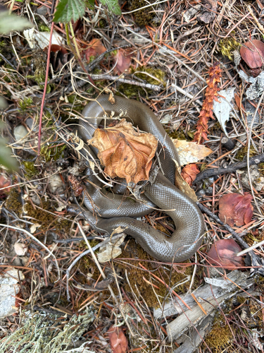 Northern Rubber Boa