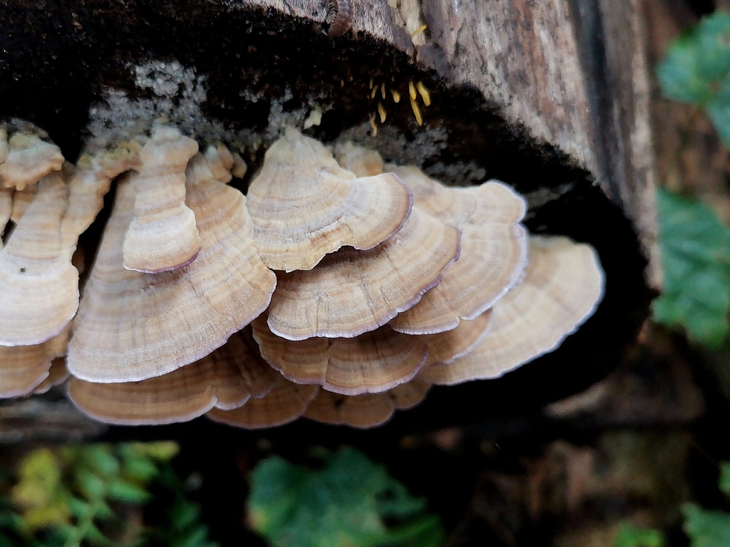 violet-toothed polypore · September 2026 · photo: Photo: (c) Cheryl Stinchcomb, some rights reserved (CC BY) · iNaturalist
