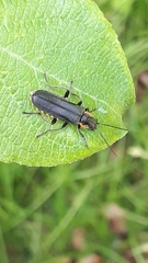 Cantharis obscura