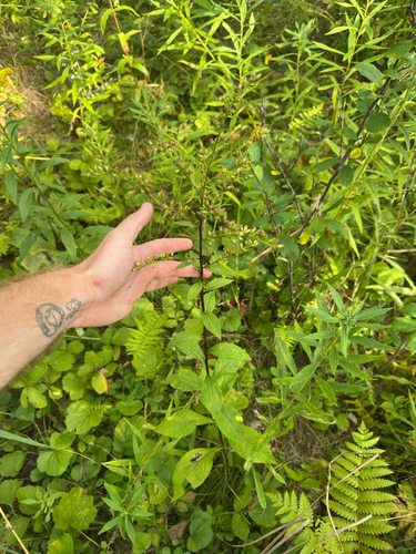 Solidago patula, photograph 1